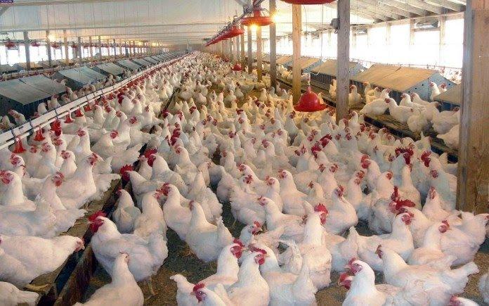 Border closure opens opportunities to poultry farmers in Ilorin
