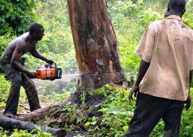 Kwara govt warns residents against tree felling