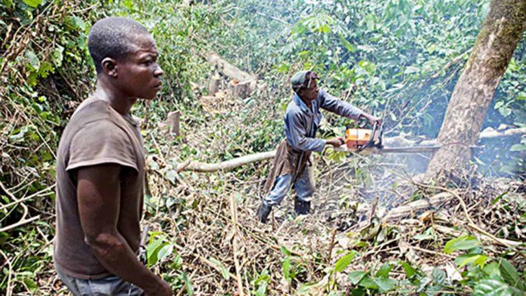 Kwara govt seeks end to deforestation, encourages trees planting