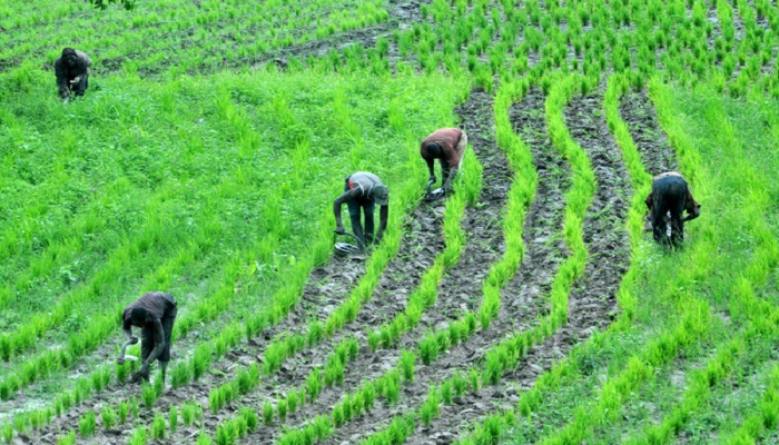 Find solution to Agric problems, Kwara govt charges Engineers