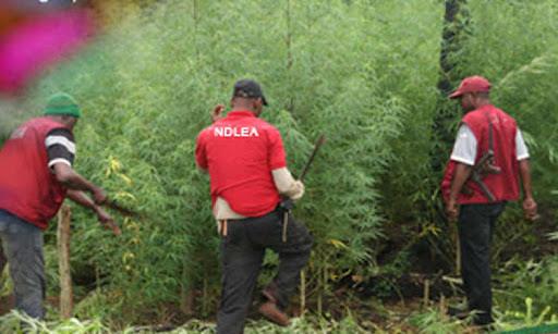 NDLEA boss orders officers to be ruthless with drug barons, cartels