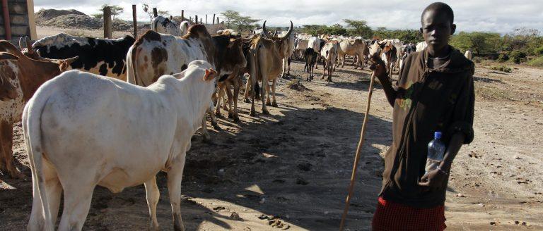 Cattle rustlers attack Kwara community, injure one, cart away 15 cows