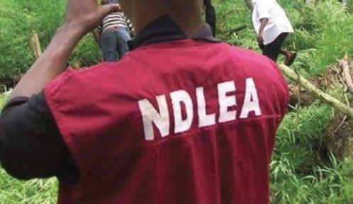 NDLEA destroys hectares of 17 suspected cannabis sativa farms in Edo