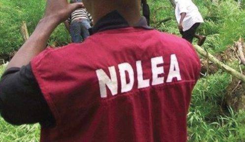 NDLEA intercepts 64,000 pump action cartridges, rescues 34 children from traffickers The Informant247