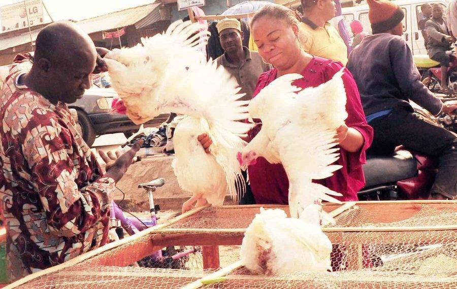 ‘Price hike’: Chicken sellers lament low patronage ahead of Christmas The Informant247