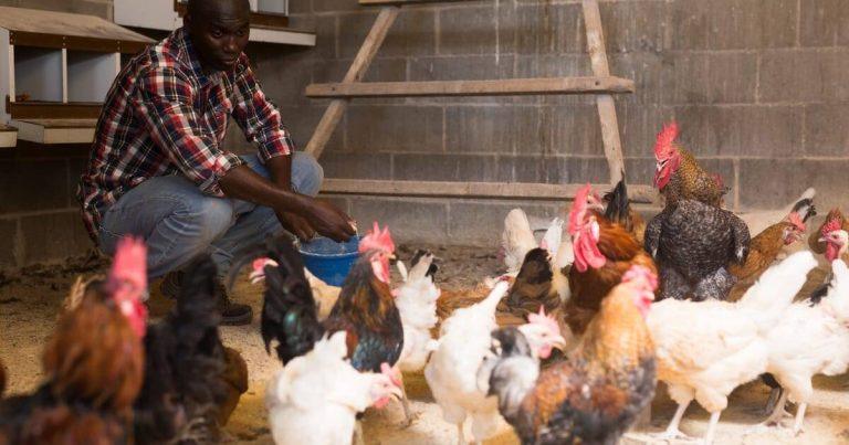 Poultry farmer begs FG to lift ban on maize importation The Informant247