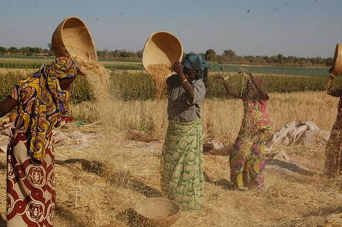 FG empowers 2,400 Gombe wheat farmers The Informant247