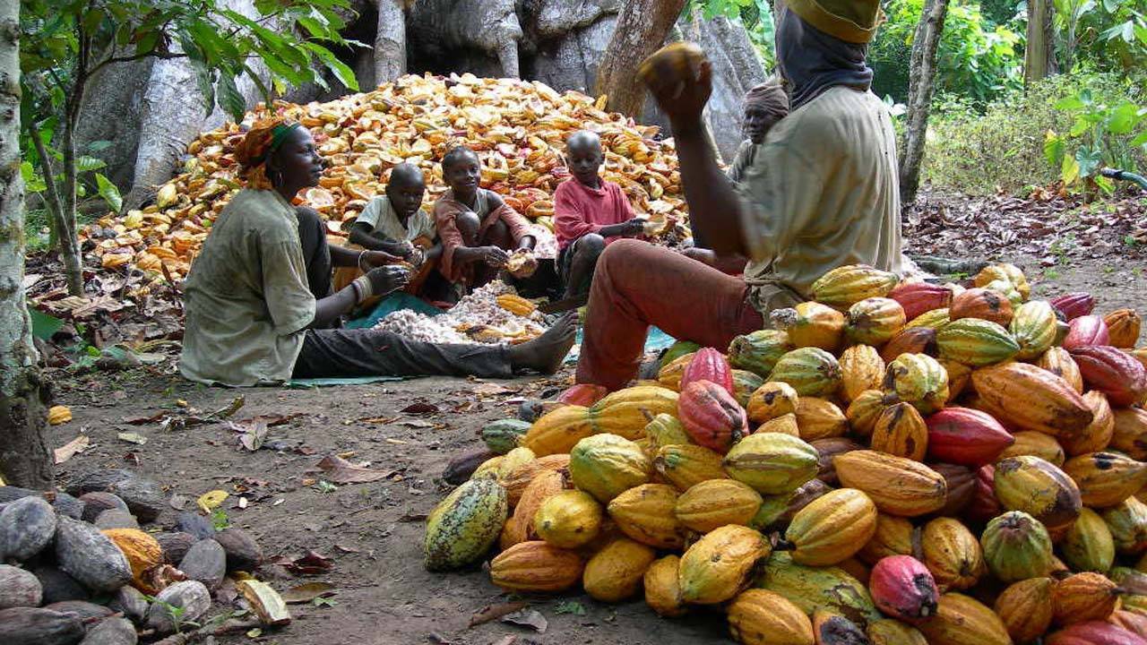 Adamawa partners FG to revive cocoa farming The Informant247
