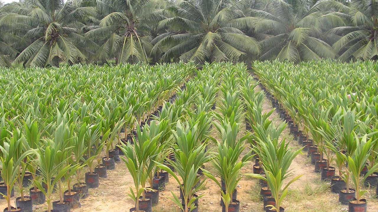 Lagos govt to establish 500-hectare coconut plantation estate The Informant247