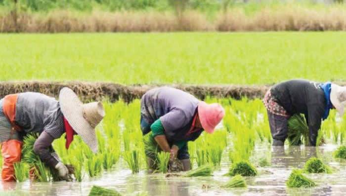 Rice farmers call for investment in climate change, irrigation agriculture The Informant247