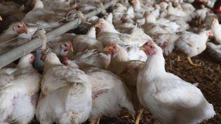 Kaduna govt confirms bird flu outbreak in 3 LGAs The Informant247