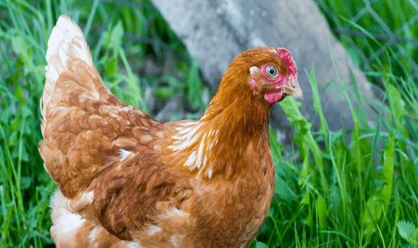 17-yr-old mason bag one year jail term for stealing chicken The Informant247