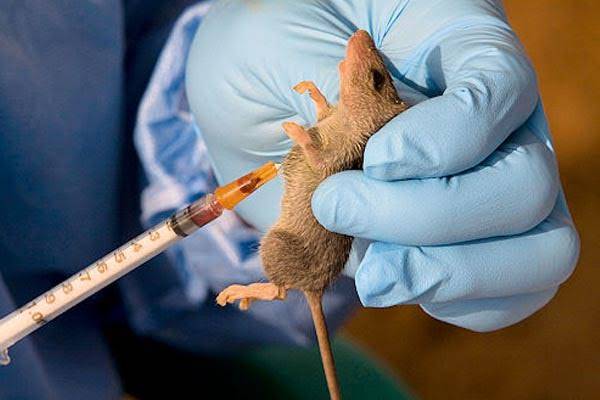 FG gives fresh warning over Lassa fever cases as death toll hits 102 The Informant247