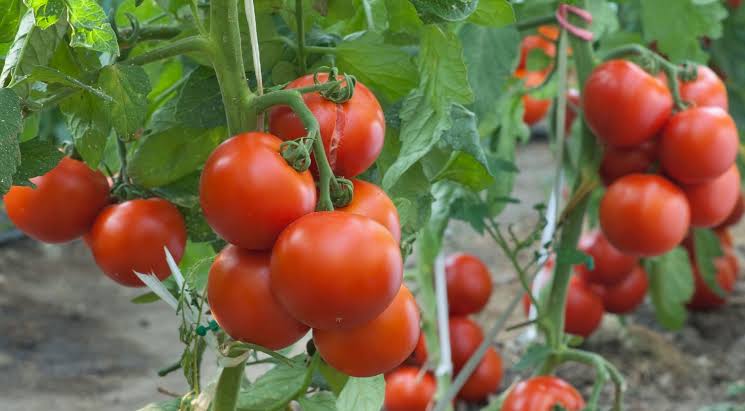 Tomatoes association to train 46,500 farmers in Kwara, 19 other states The Informant247