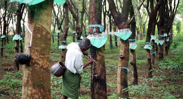 Govt urged to invest in rubber production The Informant247