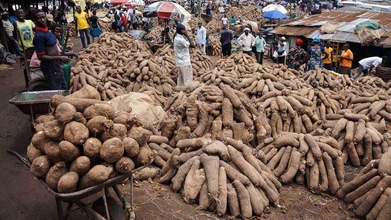 Bauchi residents lament hike in yam prices The Informant247