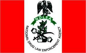 NDLEA drags man to court over alleged 100g Indian hemp trafficking The Informant247