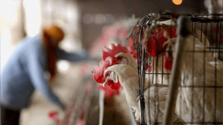 FG urged to subsidise price of poultry produce The Informant247