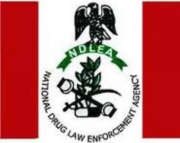 Ebonyi NDLEA command seizes 243,520Kg of illicit drugs – Official The Informant247