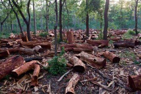 Obaseki orders immediate disbandment of vigilante in Edo community for allegedly aiding illegal logging The Informant247