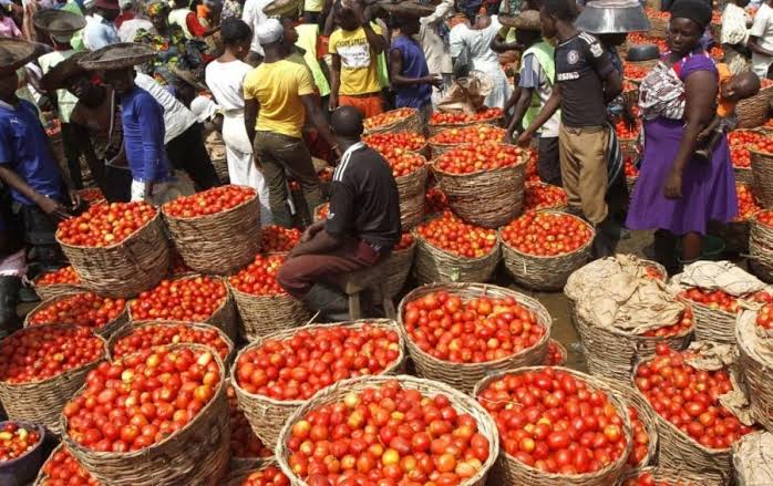 Despite being Africa’s leading tomato producer, Nigeria is not yet an exporter, Minister laments The Informant247