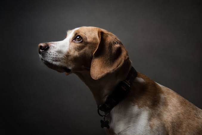 Lawyer warns against sleeping with animal, says act attracts 14 years imprisonment in Nigeria The Informant247