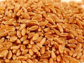 whole wheat